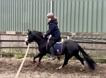 American Quarter Horse, Hengst, 3 Jahre, 140 cm, Rappe