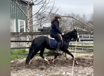 American Quarter Horse, Hengst, 3 Jahre, 140 cm, Rappe