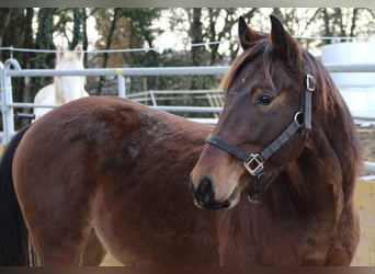 American Quarter Horse, Hengst, 3 Jahre, 142 cm