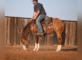 American Quarter Horse, Hengst, 3 Jahre, 142 cm, Falbe