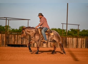 American Quarter Horse, Hengst, 3 Jahre, 142 cm, Roan-Red