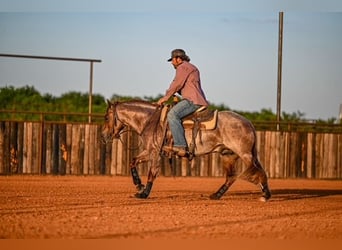 American Quarter Horse, Hengst, 3 Jahre, 142 cm, Roan-Red