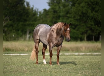 American Quarter Horse, Hengst, 3 Jahre, 142 cm, Roan-Red