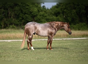 American Quarter Horse, Hengst, 3 Jahre, 142 cm, Roan-Red