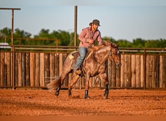 American Quarter Horse, Hengst, 3 Jahre, 142 cm, Roan-Red