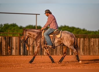 American Quarter Horse, Hengst, 3 Jahre, 142 cm, Roan-Red