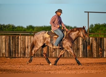 American Quarter Horse, Hengst, 3 Jahre, 142 cm, Roan-Red