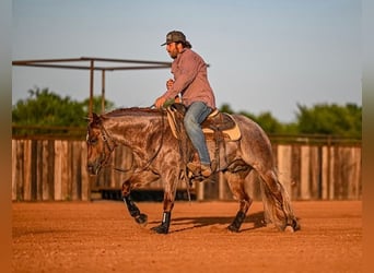 American Quarter Horse, Hengst, 3 Jahre, 142 cm, Roan-Red