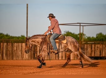 American Quarter Horse, Hengst, 3 Jahre, 142 cm, Roan-Red