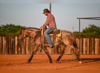 American Quarter Horse, Hengst, 3 Jahre, 142 cm, Roan-Red