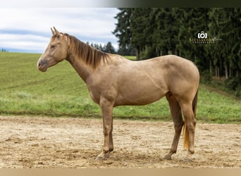 American Quarter Horse, Hengst, 3 Jahre, 145 cm, Champagne
