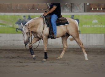 American Quarter Horse, Hengst, 3 Jahre, 145 cm, Palomino