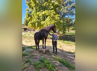 American Quarter Horse, Hengst, 3 Jahre, 147 cm, Rappe