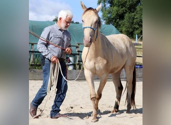 American Quarter Horse, Hengst, 3 Jahre, 148 cm, Champagne