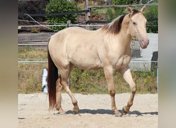 American Quarter Horse, Hengst, 3 Jahre, 148 cm, Champagne
