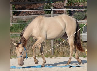 American Quarter Horse, Hengst, 3 Jahre, 148 cm, Champagne