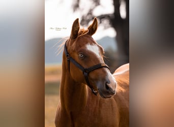 American Quarter Horse, Hengst, 3 Jahre, 148 cm, Dunkelfuchs