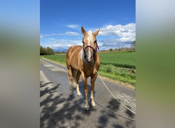 American Quarter Horse, Hengst, 3 Jahre, 148 cm, Palomino