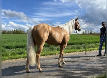 American Quarter Horse, Hengst, 3 Jahre, 148 cm, Palomino