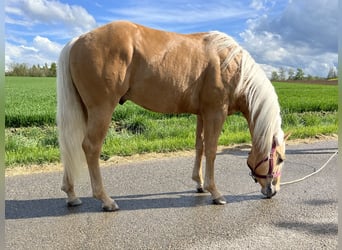 American Quarter Horse, Hengst, 3 Jahre, 148 cm, Palomino