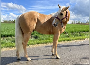 American Quarter Horse, Hengst, 3 Jahre, 148 cm, Palomino