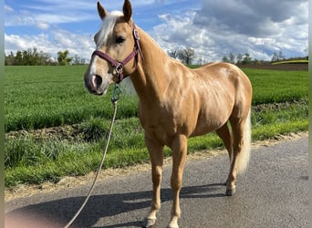 American Quarter Horse, Hengst, 3 Jahre, 148 cm, Palomino