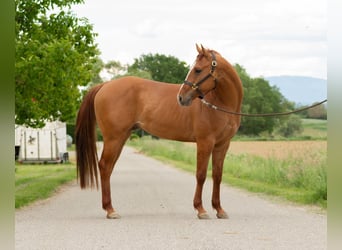 American Quarter Horse, Hengst, 3 Jahre, 148 cm, Red Dun