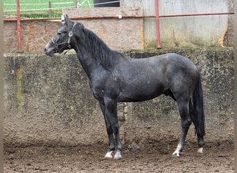 American Quarter Horse, Hengst, 3 Jahre, 148 cm, Schimmel