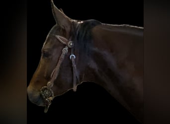 American Quarter Horse, Hengst, 3 Jahre, 149 cm, Brauner