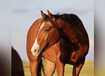 American Quarter Horse, Hengst, 3 Jahre, 150 cm, Brauner