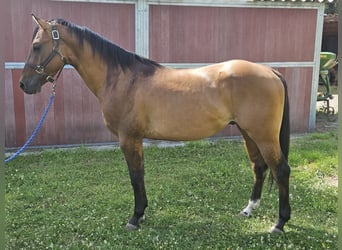 American Quarter Horse, Hengst, 3 Jahre, 150 cm, Dunalino