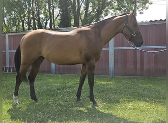 American Quarter Horse, Hengst, 3 Jahre, 150 cm, Dunalino