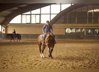 American Quarter Horse, Hengst, 3 Jahre, 150 cm, Fuchs