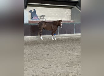 American Quarter Horse, Hengst, 3 Jahre, 150 cm, Fuchs