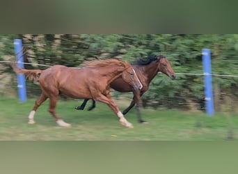 American Quarter Horse, Hengst, 3 Jahre, 150 cm, Fuchs