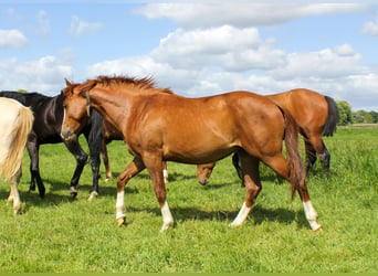 American Quarter Horse, Hengst, 3 Jahre, 150 cm, Fuchs