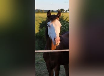 American Quarter Horse, Hengst, 3 Jahre, 150 cm, Overo-alle-Farben