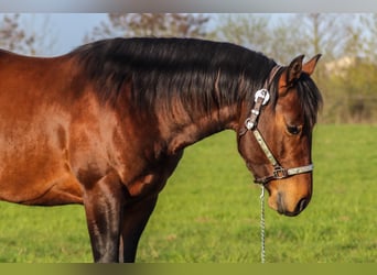 American Quarter Horse, Hengst, 3 Jahre, 150 cm