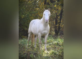 American Quarter Horse, Hengst, 3 Jahre, 152 cm, Cremello