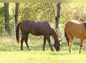 American Quarter Horse, Hengst, 3 Jahre, 152 cm, Dunkelfuchs