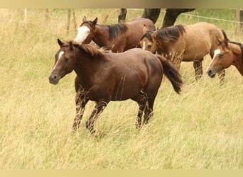 American Quarter Horse, Hengst, 3 Jahre, 152 cm, Dunkelfuchs