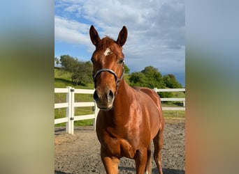 American Quarter Horse, Hengst, 3 Jahre, 152 cm, Fuchs