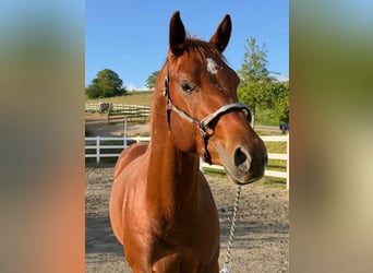 American Quarter Horse, Hengst, 3 Jahre, 152 cm, Fuchs