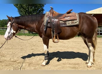 American Quarter Horse, Hengst, 3 Jahre, 152 cm, Overo-alle-Farben