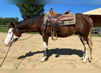 American Quarter Horse, Hengst, 3 Jahre, 152 cm, Overo-alle-Farben