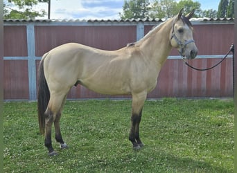 American Quarter Horse, Hengst, 3 Jahre, 153 cm, Buckskin