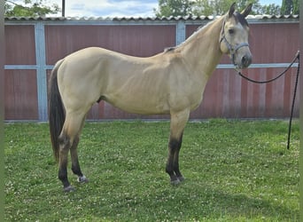 American Quarter Horse, Hengst, 3 Jahre, 153 cm, Buckskin