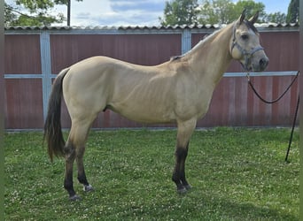 American Quarter Horse, Hengst, 3 Jahre, 153 cm, Buckskin