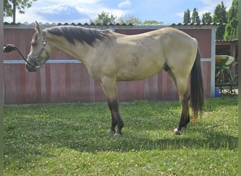 American Quarter Horse, Hengst, 3 Jahre, 153 cm, Buckskin