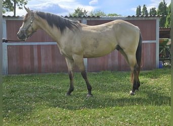 American Quarter Horse, Hengst, 3 Jahre, 153 cm, Buckskin